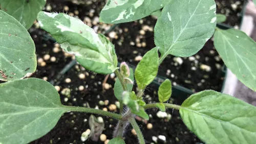 Miniatura 2 de Painted Lady - Semillas prémium de tomate abigarrado para plantación