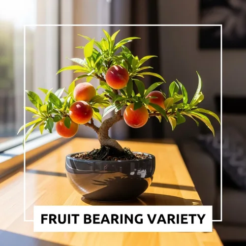 Miniatura 4 de Semillas de melocotonero bonsái – 4 semillas grandes para árboles frutales en miniatura – Fácil de cultivar, resistente, produce melocotones dulces