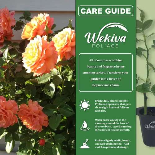 Miniatura 2 de Arbusto de rosa Tahitian Sunset - 4 plantas iniciadoras vivas - Impresionante cultivo híbrido de rosas de té añade color y fragancia a cualquier