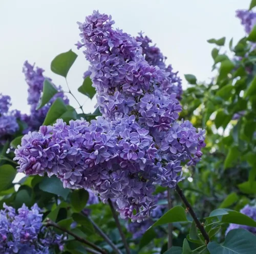 Miniatura 3 de 50 Semillas Lilas Moradas Árbol Japonés Extremadamente Fragante Lila Púrpura Claro Syringa Vulgaris