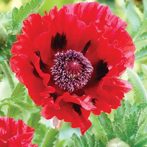 Miniatura 3 de Votaniki Papaver - Bombillas de amapola roja, flores rojas grandes y llamativas, bulbos de amapolas perennes para plantar, perfectos para exteriores