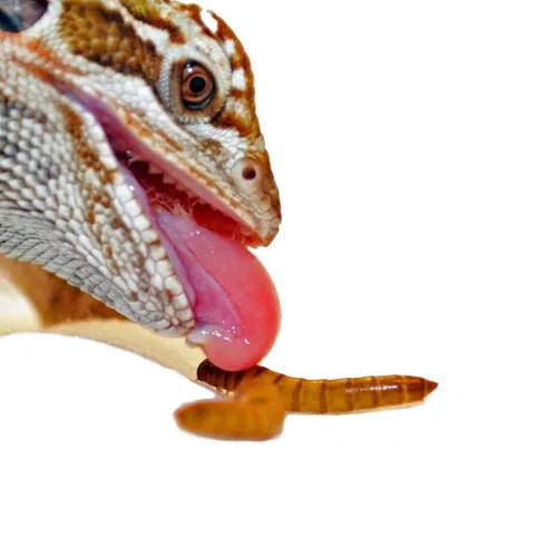 Miniatura 5 de Predator Foods Gusanos de harina vivos a granel - 500 unidades (grande - ~.75 pulgadas)