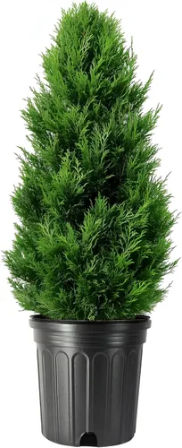 Arborvitae verde esmeralda | Árboles vivos del tamaño de 2 galones | Thuja Occidentalis Smaragd | Plantas de seto de detección de privacidad de hoja