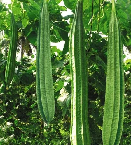 Miniatura 3 de Más de 30 semillas de calabaza de Luffa para plantar calabazas de esponja de lufa, sin OMG, reliquia trepadora, vegetales, vegetales cultivados