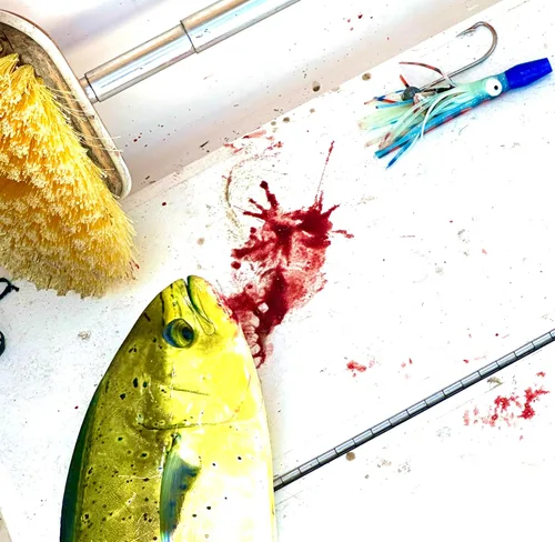 Miniatura 4 de Lobo Lures Micro-Typhoon UV 5 "Mahi Tuna Ahi Señuelo Trolling Señuelo Big Game Azul Lumo Glow