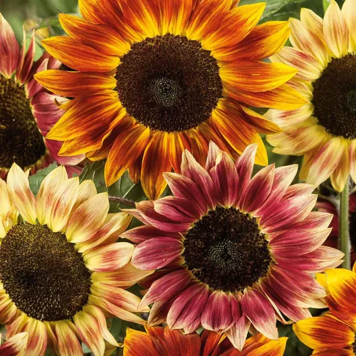 Miniatura 54 de Eden Brothers Semillas de girasol - Autumn Beauty
