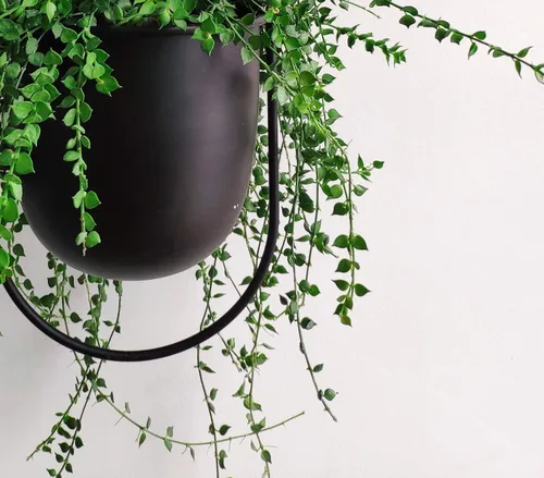 Miniatura 2 de RISEON Colgador bohemio de metal negro para plantas, maceta colgante de pared y techo de metal, maceta moderna, soporte para macetas de mediados