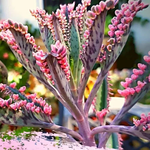 Miniatura 2 de Kalanchoe - Mariposa rosa, planta Kalanchoe rosa viva en maceta de 2 pulgadas, madre de miles de suculentas abigarradas planta de interior viva