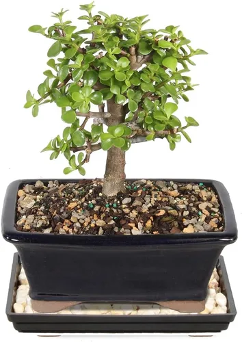 Miniatura 8 de Brussel's Bonsai Árbol bonsái de jade enano vivo, para interiores, pequeño, 3 años de edad, 5 a 8 pulgadas de alto, maceta decorativa de cerámica