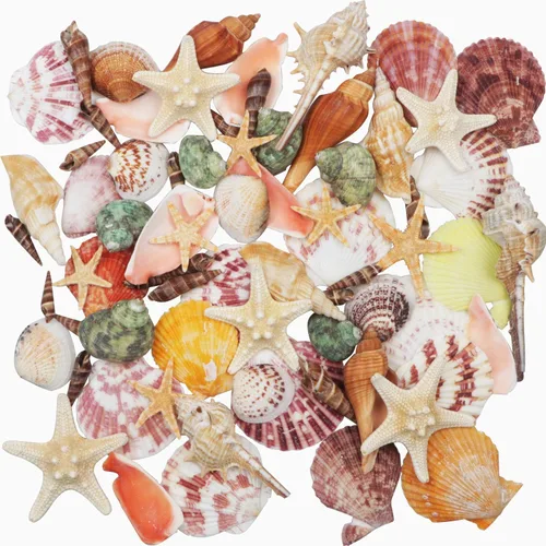 Conchas marinas mixtas de playa, 9 tipos de conchas marinas de 1.2 a 3.5 pulgadas, varios tamaños, conchas naturales y 2 tipos de estrellas de mar