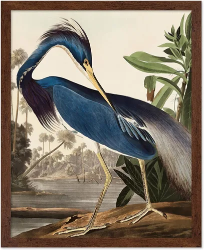 Miniatura 50 de Poster Master Vintage James Audubon Póster - Impresión Retro de Cuervo - Arte de Aves de América - Arte de Aves - Regalo para Hombres, Mujeres
