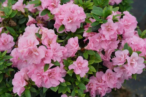 Miniatura 2 de Planta de azalea morada viva, 7 meses de edad como rododendro, árbol de rododendro de azalea, flores de árbol vivo en maceta Púrpura