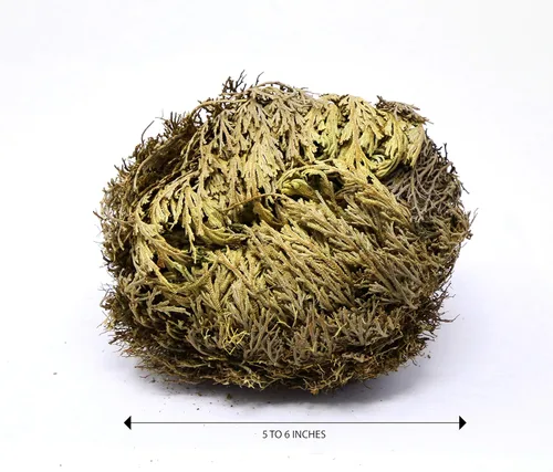 Miniatura 4 de Saint Terra - Rosa de Jericó Flor la Planta de Resurrección, tamaño jumbo, 5 a 6 pulgadas de ancho