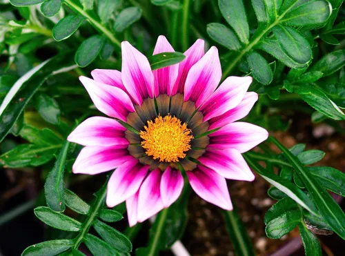 Miniatura 6 de Semillas Multicolor Gazania Seed Mix 100+ Semillas para cultivar flores del tesoro
