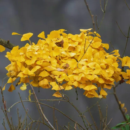 Miniatura 6 de Juego de 2 plantas de ginkgo vivas con raíces desnudas, 6 a 12 pulgadas de alto, árboles de ginkgo biloba para jardín, patio o decoración