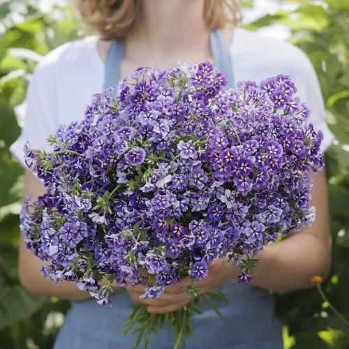 Miniatura 6 de Eden Brothers Semillas anuales Phlox - Beauty Blue