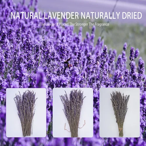 Miniatura 7 de Paquetes de Lavanda Seca, Uieke Flores de Lavanda Seca Natural 280-300 Tallos 16" para Decoración de Bodas en el Hogar Arreglos Florales Accesorios