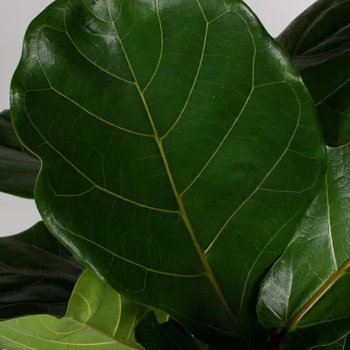 Miniatura 7 de Fiddle Leaf Fig Tree Plant Food - Fertilizer Granules Feed Continuously for 6 Months NPK 15-5-10 Slow-Release Fertilizer for Potted Fig Leaf and