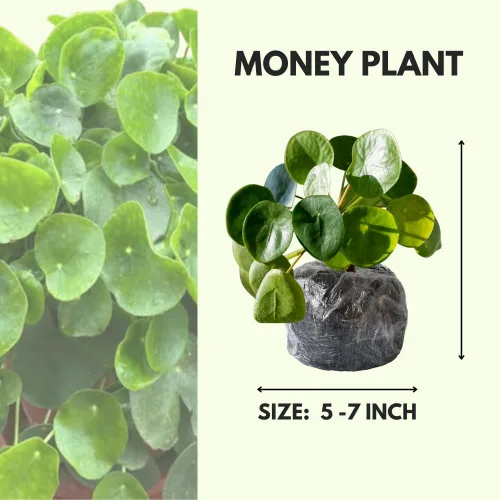 Miniatura 2 de Planta de dinero vivo, plantas Pilea Peperomioides, 5-7 pulgadas de alto, planta