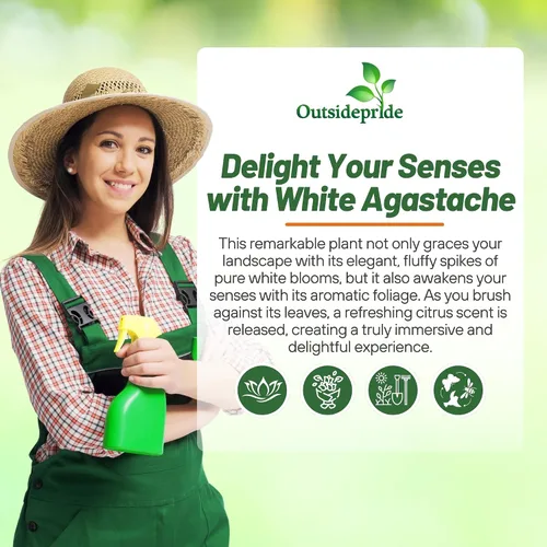 Miniatura 5 de Outsidepride Semillas de hisopo gigante blanco para plantar, 5000 piezas de semillas de jardín de hierbas perennes con flores fragantes atractivas