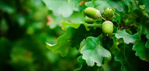 Miniatura 2 de Pin Oak Tree Seeds para plantar 5 semillas grandes y saludables Impresionantes hojas de roble rojo en otoño
