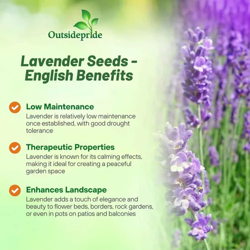 Miniatura 3 de Outsidepride Semillas de lavanda inglesa, 10000 piezas de semillas de hierbas perennes, tolerantes a la sequía y aptas para polinizadores