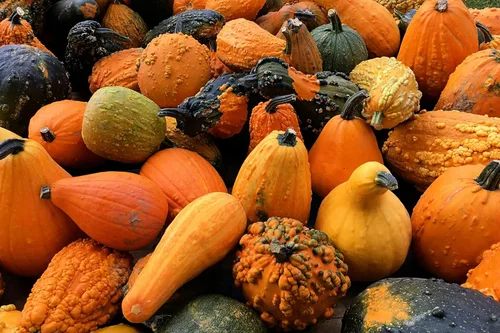 Liliana's Garden - Semillas de calabaza – Mezcla grande – Más de 6 tipos grandes y gigantes en un paquete | Cisne, Cisne, Córcego, Club de las
