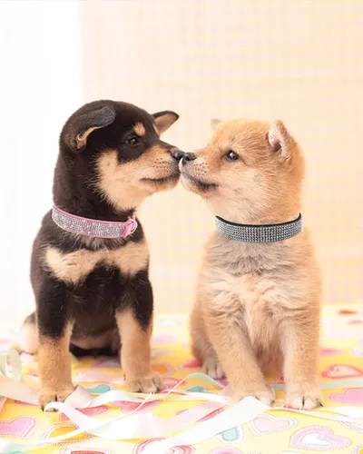 Miniatura 6 de Collar de perro para perros pequeños, collares ajustables de cuero de gamuza para perro, collar de perro rosa para gato, collar de perro