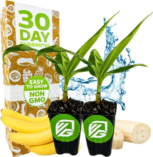 Miniatura 8 de Planta viva de árbol de plátano para helado - Musa acuminata - Planta inicial de Wellspring Gardens - Plantas fáciles de cultivar para amantes