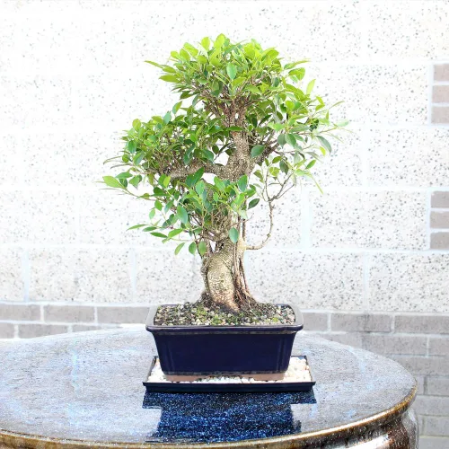 Miniatura 6 de Brussel's Bonsai Live Golden Gate Ficus - Árbol bonsái para interiores, grande, de 10 años, de 16 a 20 pulgadas, árbol bonsái vivo en maceta