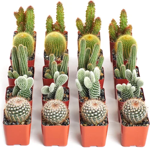 Miniatura 10 de Shop Succulents Can't Touch This Collection Surtido de plantas de cactus de interior vivas seleccionadas a mano, totalmente arraigadas, paquete