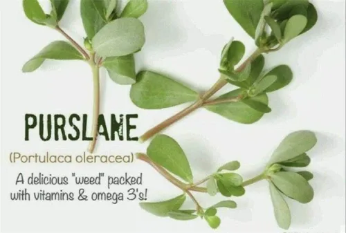 Miniatura 3 de Más de 1500 semillas de verdolaga Plantas verdes Semillas frescas de jardín
