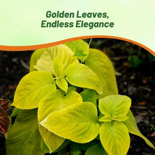 Miniatura 6 de Outsidepride 100 semillas anuales Coleus Wizard Golden Follage House Plant o Garden Flower Seeds