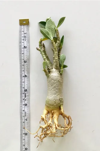 Miniatura 4 de Juego de 4 plantas de árbol bonsái Adenium Thai Socotranum Desert Rose Bonsai Decoración Registrado Track Online 100% garantía Satisfacción