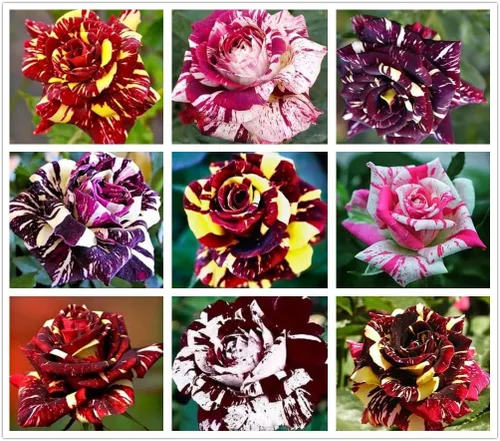 100 semillas de rosas mixtas, variedades y colores resistentes al frío, polinización abierta, floración perenne en semillas de flores de primavera