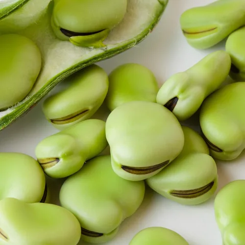 Mountain Valley Seed Co Fava Semillas de frijol - Aquadulce, 1 libra (~240 semillas) | Vicia faba: Cultivo anual de polinización abierta sin OMG