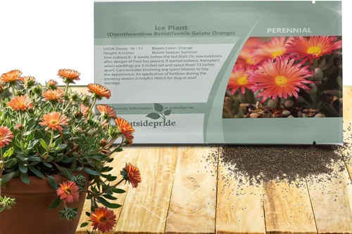 Outsidepride Gelato - Semillas de plantas de hielo naranja – 5000 piezas de semillas perennes, tolerantes a la sequía, para plantar flores vibrantes