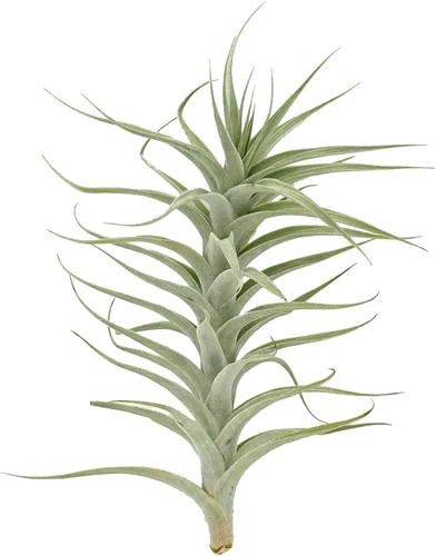 Miniatura 78 de ragnaroc Planta de Aire Viva – Tillandsia Capiput, Jumbo 6-9” - 2 unidades - Llegada Viva Garantizada - Plantas de Casa para Decoración del Hogar