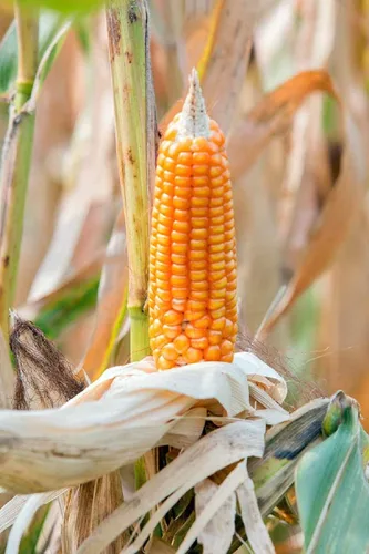 Miniatura 4 de Country Creek Acres - Semillas de palomitas de maíz amarillas para cultivar semillas de jardín de polinización abierta OP sin OMG, 25 semillas