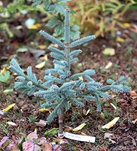Miniatura 2 de CAERULEA Abeto Blanco Enano - Picea glauca 'Coerulea' Planta de 2 años