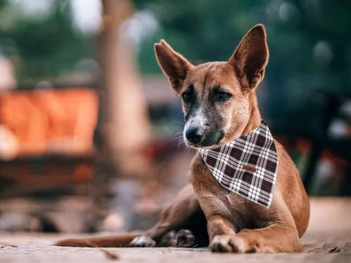 Miniatura 6 de Lionet Paws Bandana para Perro de Algodón Lavable Pañuelo Bufanda Bandana Triangular para Perros Pequeños Medianos y Grandes Cuadrícula Negra