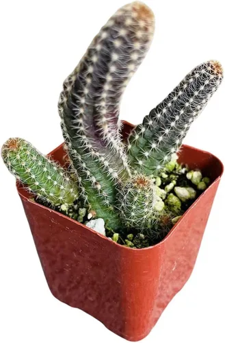 Miniatura 2 de Plantas de cactus vivos para decoración del hogar (cactus de maní Echinopsis de 2 pulgadas)