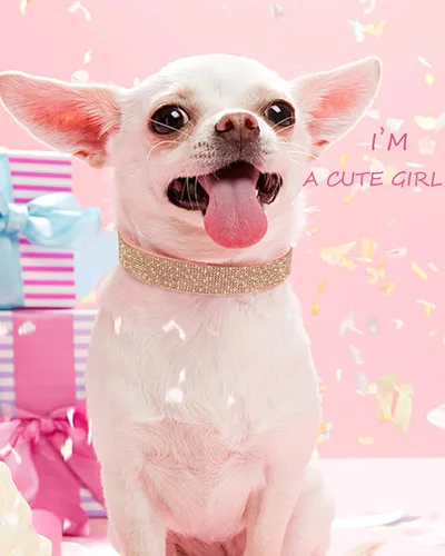 Miniatura 5 de Collar de perro para perros pequeños, collares ajustables de cuero de gamuza para perro, collar de perro rosa para gato, collar de perro