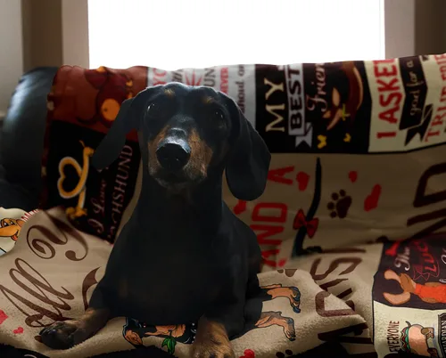 Miniatura 3 de Butonus Dachshund Weiner Dog Regalos para mujeres, hombres, adultos y niños, manta de regalo para amantes del perro salchicha de 60 x 50 pulgadas