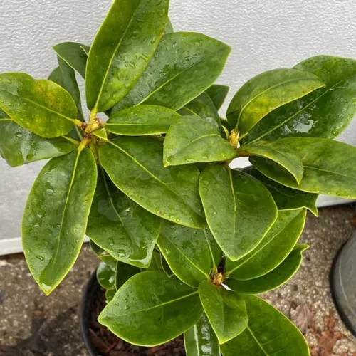 Miniatura 5 de Grandes plantas de rododendro blanco brillante de 1 galón vivas, plantas de azalea de 1 a 3 años de edad, arbustos vivos para plantar, muy bien