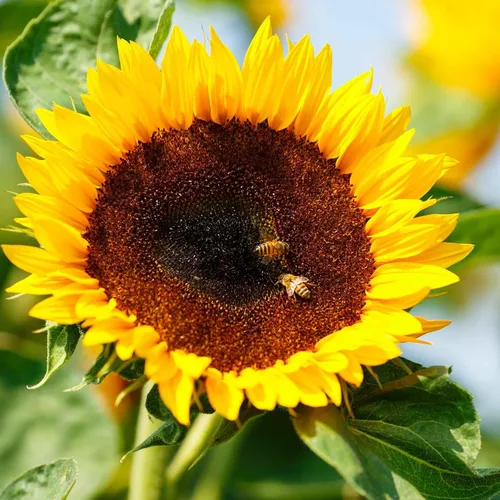 Miniatura 50 de Eden Brothers Semillas de girasol - Autumn Beauty