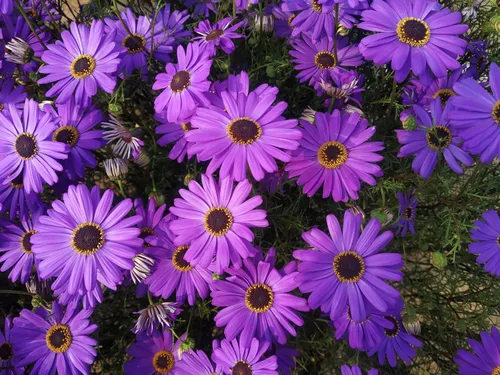 200 semillas de flores de Iberidifolia Brachyscome Iberidifolia mezcla púrpura