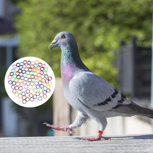 Miniatura 2 de Balacoo 100 bandas coloridas para patas de paloma, anillos de identificación de plástico para pájaros, anillo de pie de pájaro con broche abierto