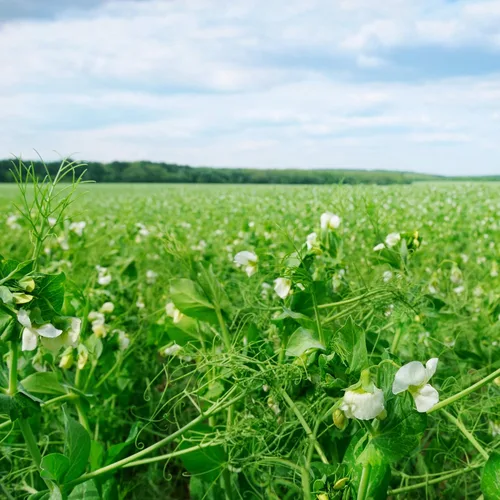 Miniatura 7 de Outsidepride Semillas de guisantes Dundale Spring Field – 5 libras. Semillas anuales, de leguminosas con alto contenido de proteínas y cultivos
