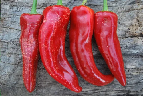 Miniatura 2 de Semillas Gigante Dulce Pimiento Rojo Cuerno No GMO Heirloom